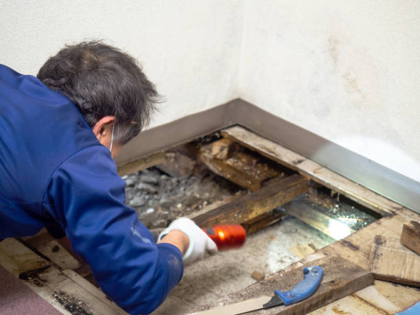 Best Commercial Mold Remediation in Roma, TX