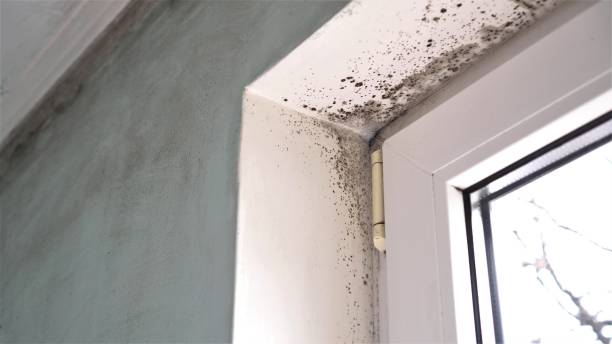 Best Industrial Mold Remediation in Roma, TX