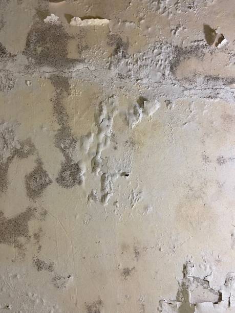 Best Black Mold Remediation in Roma, TX