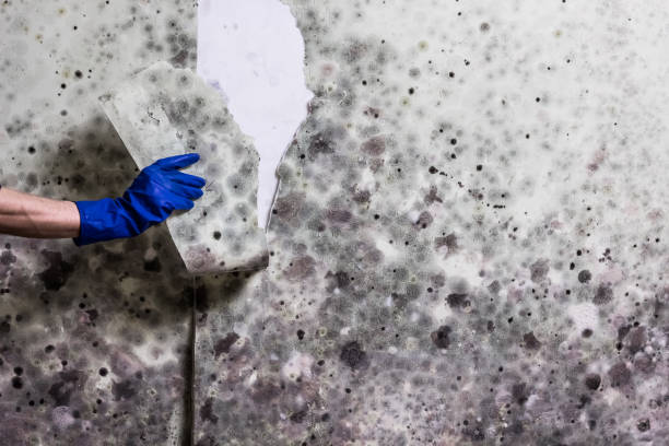 Best Mold Testing and Inspection Services in Roma, TX